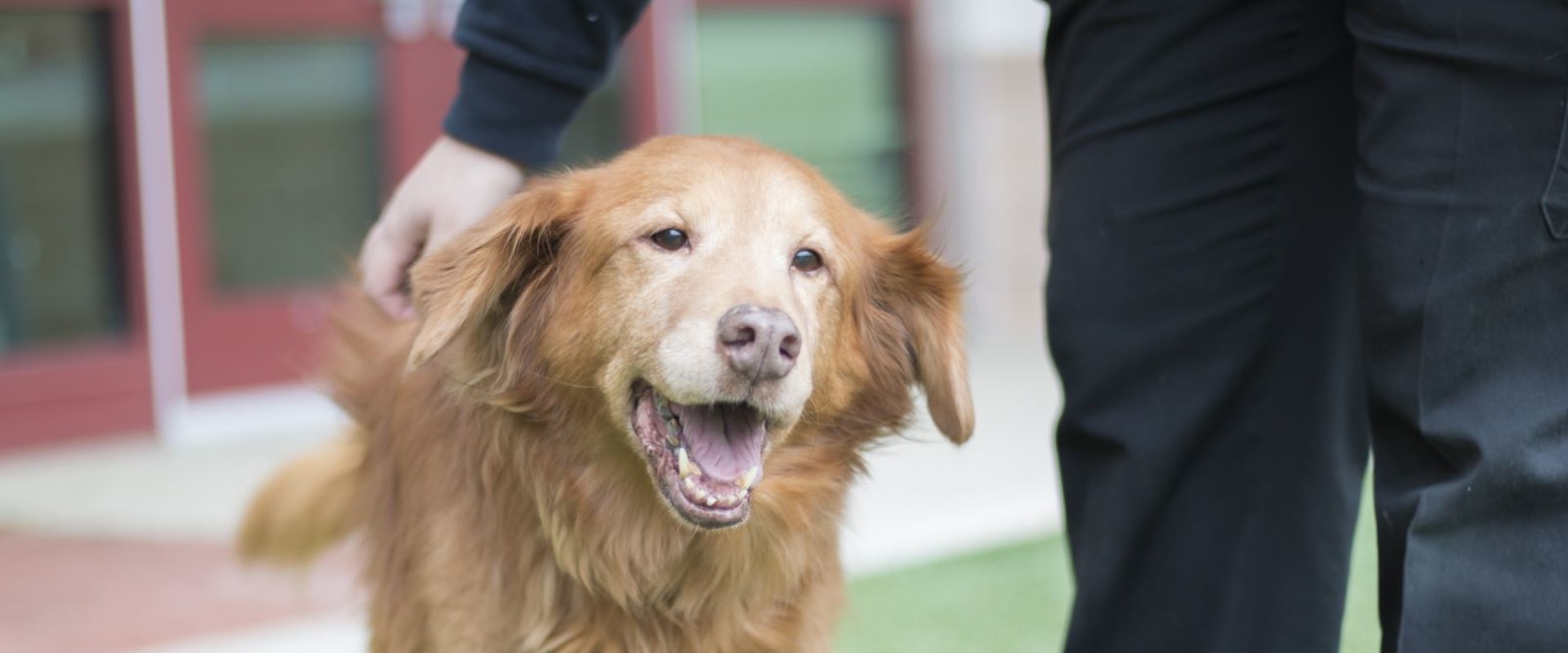 Volunteering at Animal Shelters and Rescue Organizations in Montgomery County, Maryland