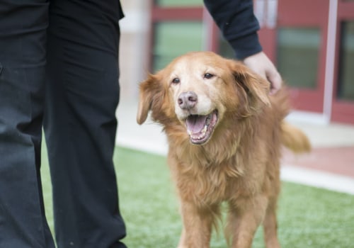 Volunteering at Animal Shelters and Rescue Organizations in Montgomery County, Maryland